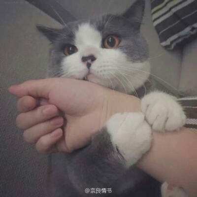 真赵云无双手游下载